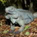 iguana_blue_qebp_gc_h_0202_cay0679.jpg